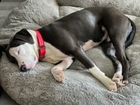 Petunia - Photo 21