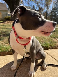 Petunia - Photo 20