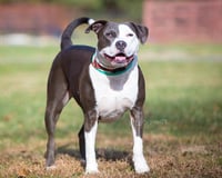 Petunia - Photo 4