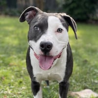 Petunia - Photo 1