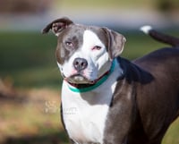 Petunia - Photo 9