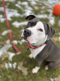 Petunia - Photo 14