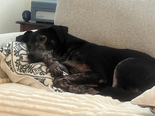 ZIGGY - Labrador Retriever available for adoption