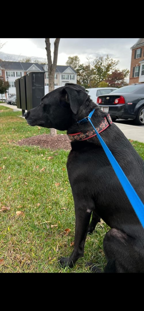 ZIGGY - Labrador Retriever available for adoption