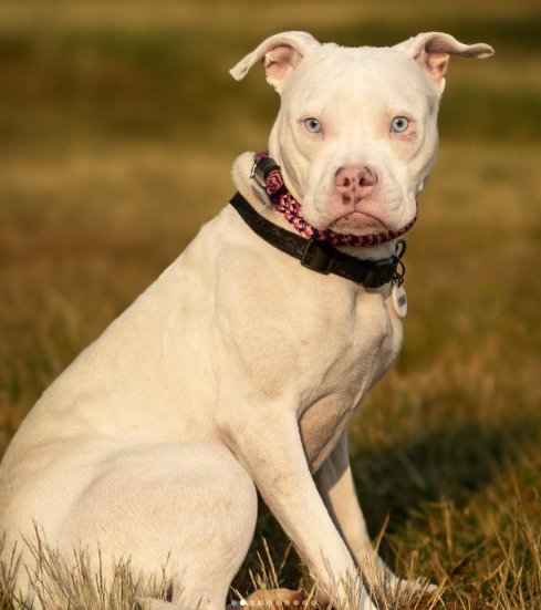 SNOW - American Pit Bull Terrier / Boxer available for adoption