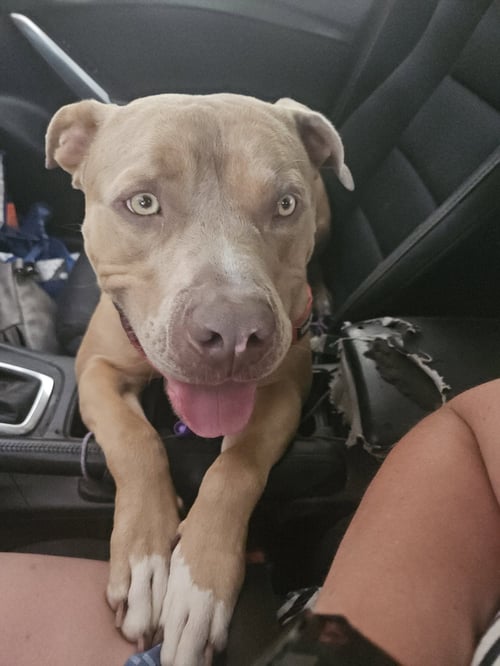 PABLO - American Pit Bull Terrier / American Staffordshire Terrier available for adoption