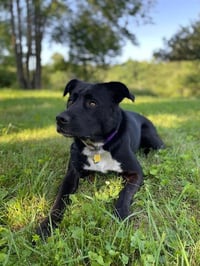 Ivy - Photo 3
