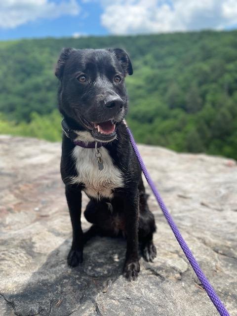 IVY - Pit Bull Terrier / Husky available for adoption