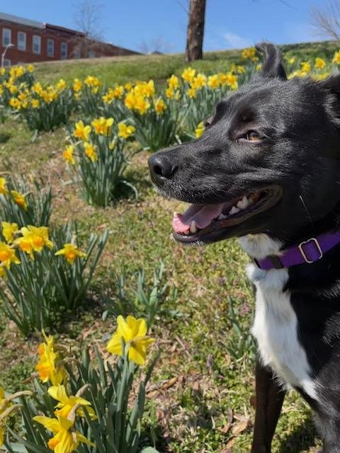 IVY - Pit Bull Terrier / Husky available for adoption
