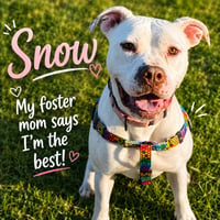 Snow - Photo 2