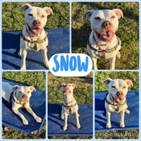 Snow - Photo 6