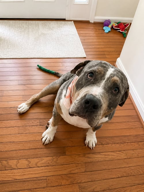 MINNIE - American Staffordshire Terrier / American Bulldog available for adoption