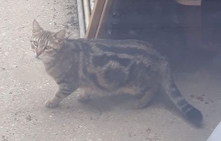 COOL SPOT - Domestic Short Hair available for adoption