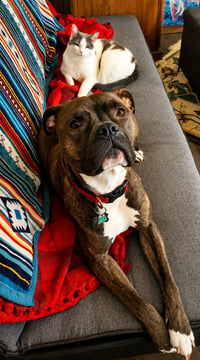 Ziggy - Photo 3