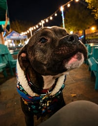Ziggy - Photo 4