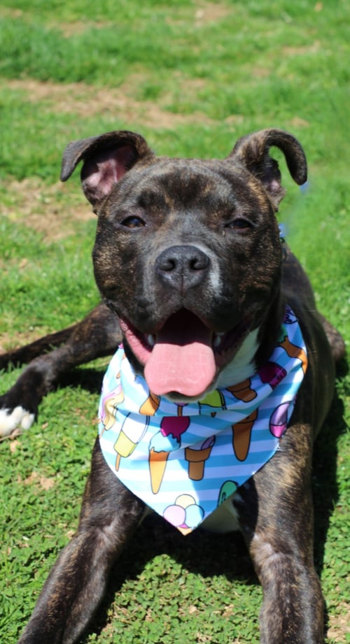 ZIGGY - American Staffordshire Terrier / American Pit Bull Terrier available for adoption