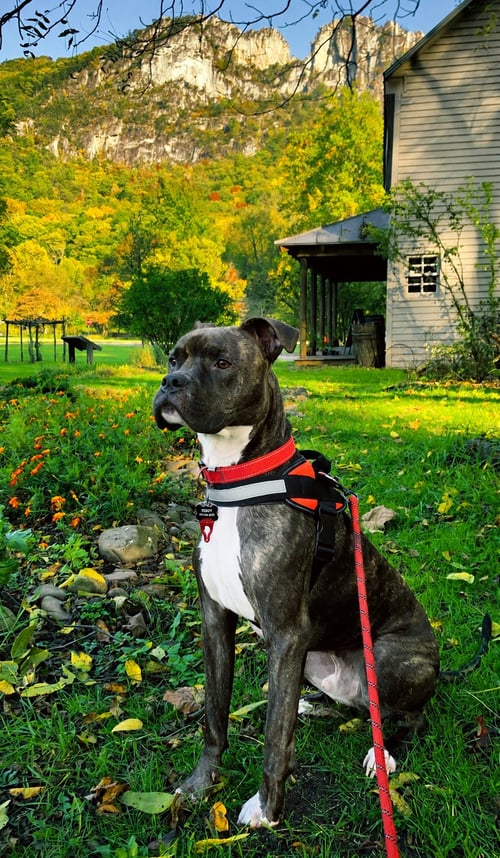 ZIGGY - American Staffordshire Terrier / American Pit Bull Terrier available for adoption