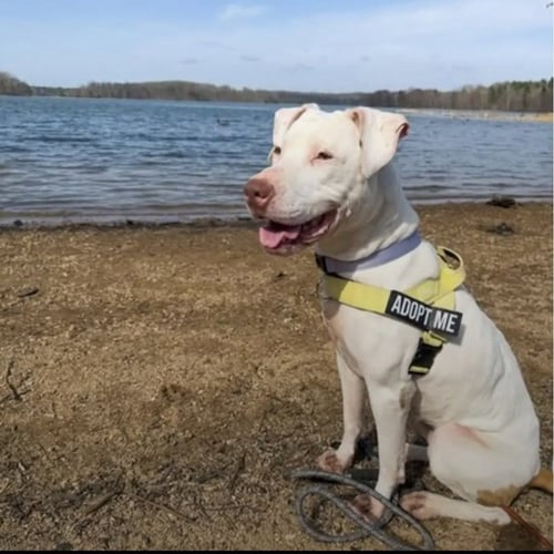 WINTER - American Pit Bull Terrier / American Staffordshire Terrier available for adoption