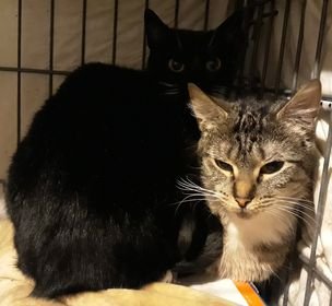 FLOWER & TUX - Tabby / Domestic Short Hair available for adoption