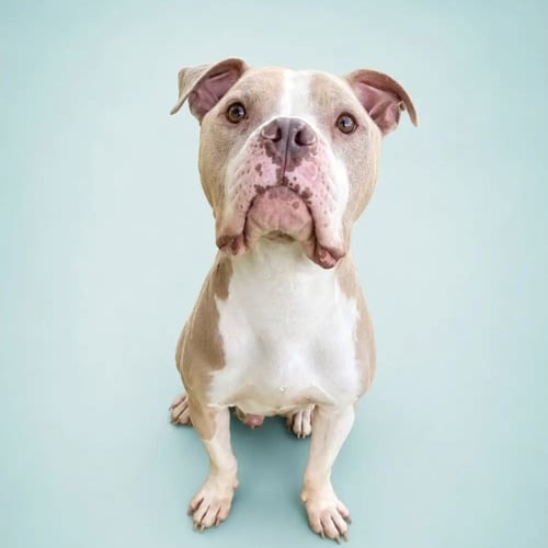 EGGNOG - American Staffordshire Terrier / American Pit Bull Terrier available for adoption