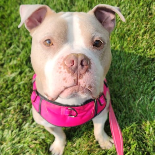 EGGNOG - American Staffordshire Terrier / American Pit Bull Terrier available for adoption