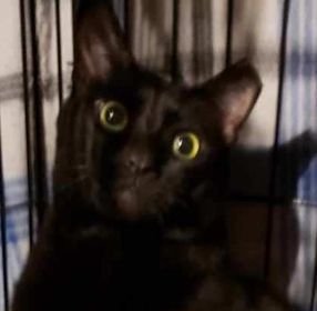 MARSHMALLOW & SCOUT - Maine Coon / Domestic Short Hair available for adoption