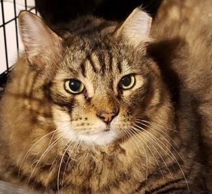 MARSHMALLOW & SCOUT - Maine Coon / Domestic Short Hair available for adoption