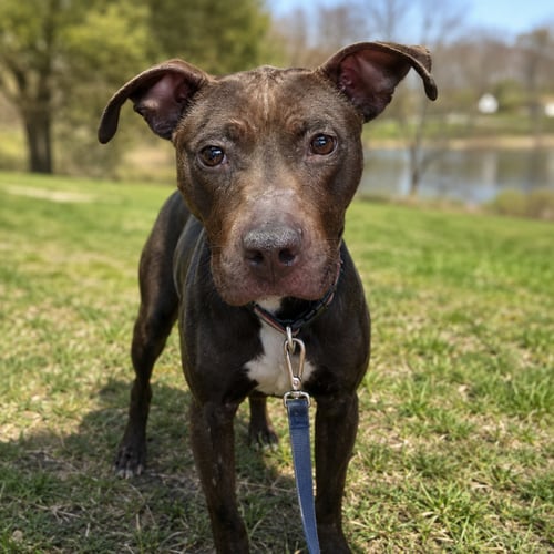 GINNY - American Pit Bull Terrier / American Staffordshire Terrier available for adoption