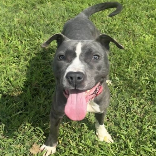 DIAMOND - American Pit Bull Terrier / American Staffordshire Terrier available for adoption