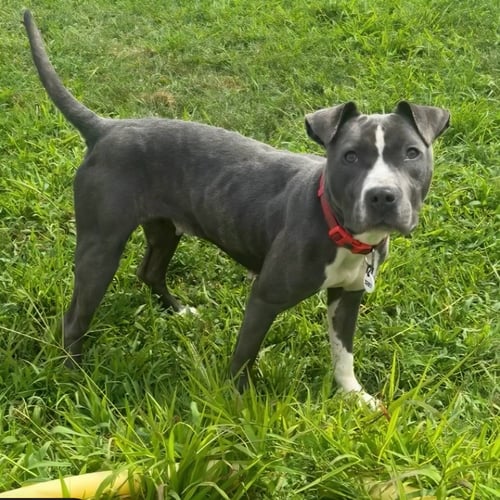 DIAMOND - American Pit Bull Terrier / American Staffordshire Terrier available for adoption