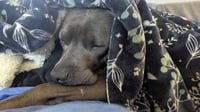 Blake - Photo 3