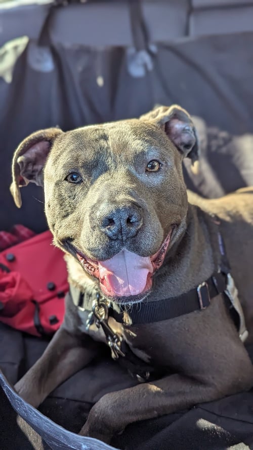 BLAKE - American Pit Bull Terrier / American Staffordshire Terrier available for adoption