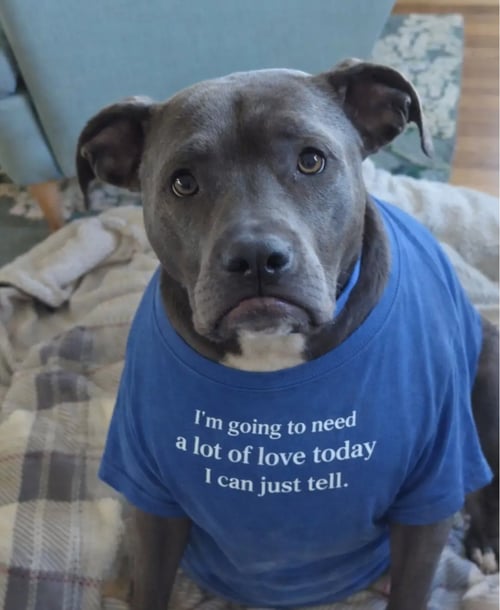 BLAKE - American Pit Bull Terrier / American Staffordshire Terrier available for adoption