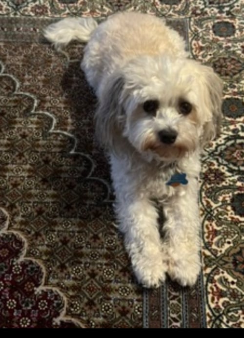 SUNNY - Havanese available for adoption