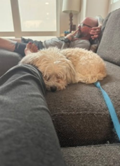 SUNNY - Havanese available for adoption