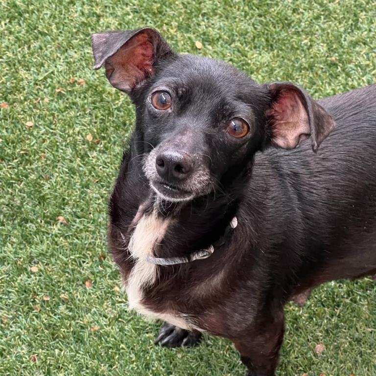 JULIET - Chihuahua available for adoption