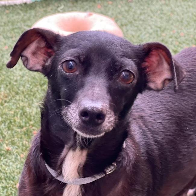 JULIET - Chihuahua available for adoption