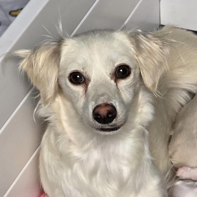 CALLA LILY - Poodle (Miniature) / Spaniel available for adoption