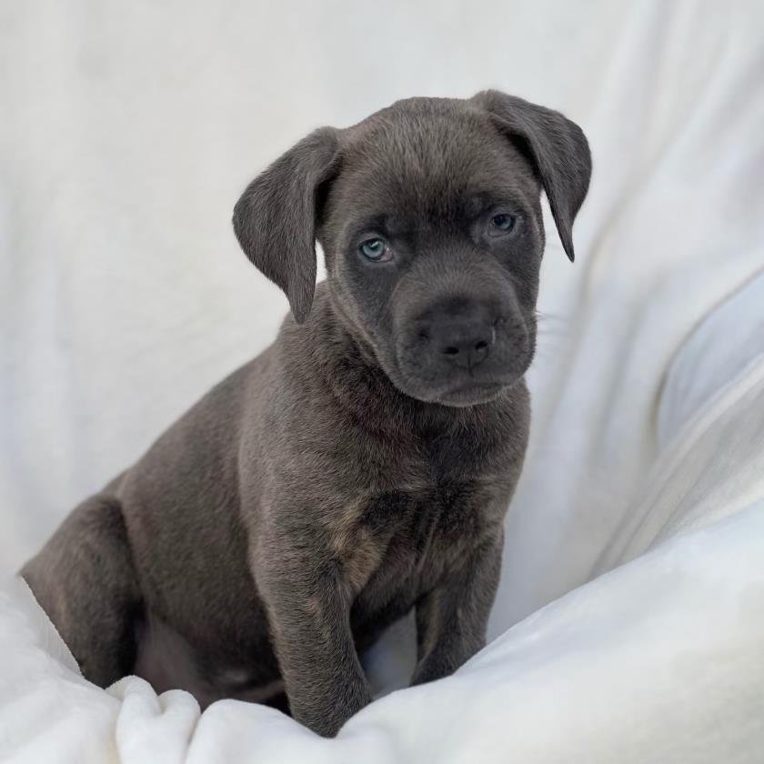 OLYMPIC PUP - VONN - Labrador Retriever / Shepherd available for adoption