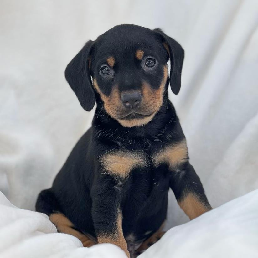 OLYMPIC PUP - GERARD - Labrador Retriever / Shepherd available for adoption
