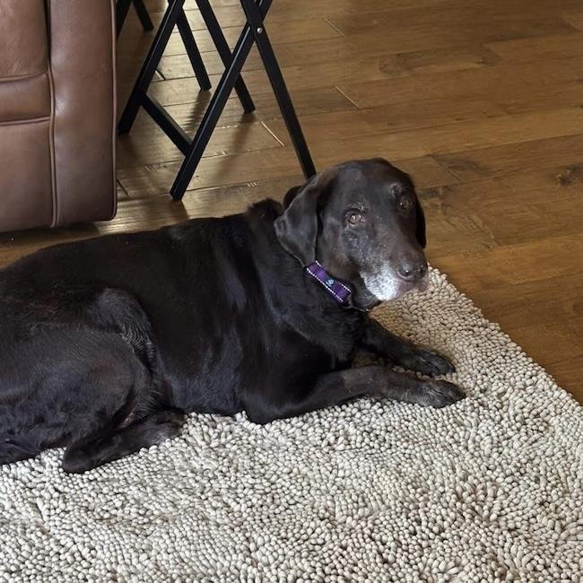 KAYO - (MEDICAL) - Labrador Retriever available for adoption