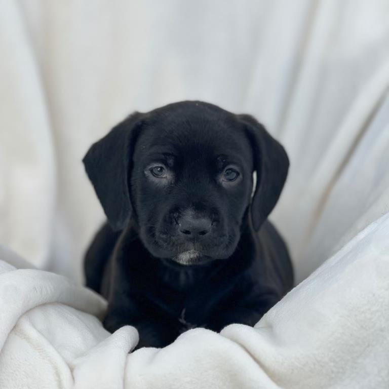 OLYMPIC PUP - DROPKIN - Labrador Retriever / Shepherd available for adoption