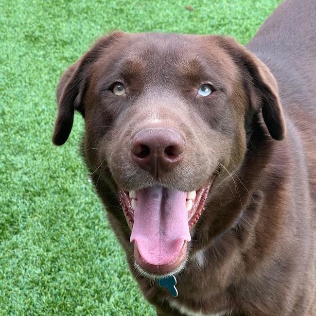 PLUTO - Labrador Retriever available for adoption