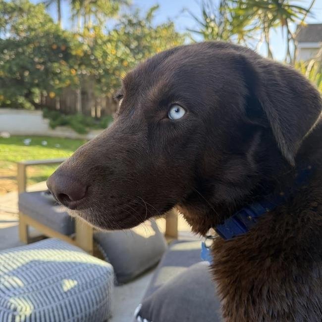 PLUTO - Labrador Retriever available for adoption