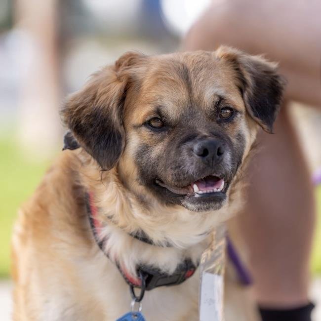 CHIPPER - Pug / Maltese available for adoption