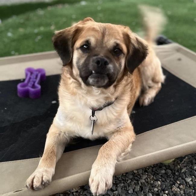 CHIPPER - Pug / Maltese available for adoption