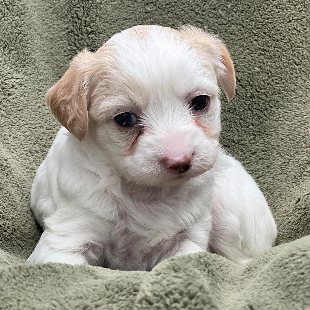 CALLA LILY PUP - DELIANA - Maltese / Poodle (Miniature) available for adoption