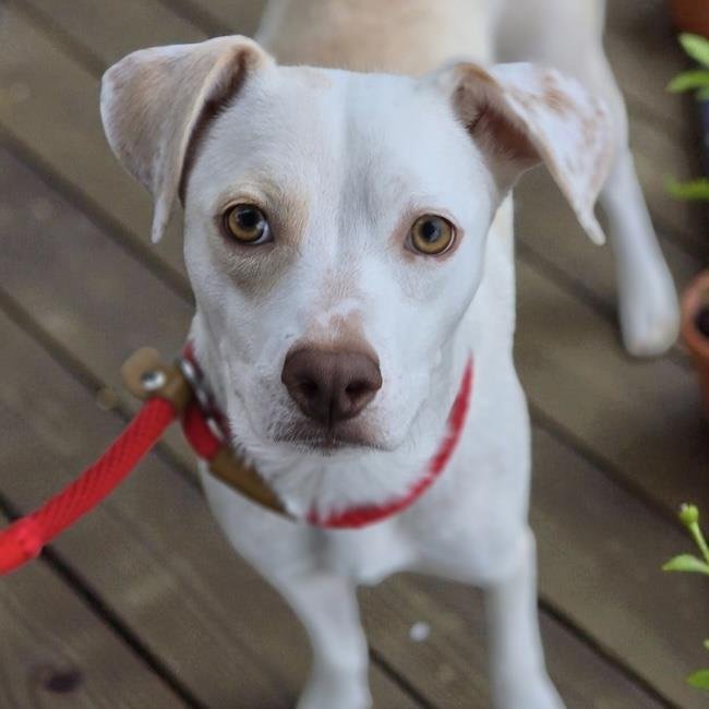 CHENILLE - Labrador Retriever / Terrier available for adoption