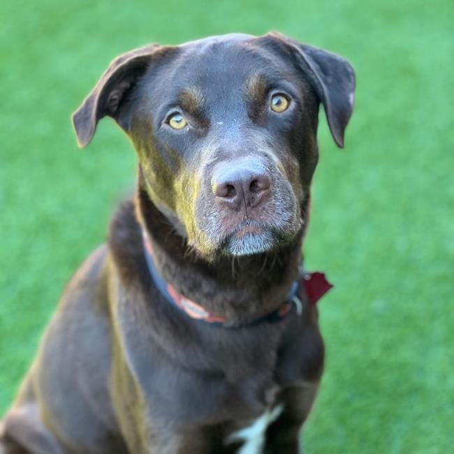 MACK - Labrador Retriever available for adoption