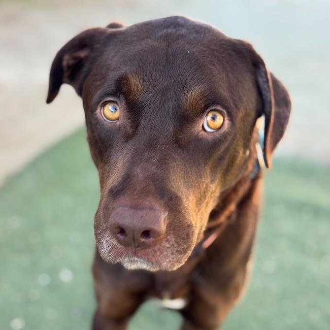 MACK - Labrador Retriever available for adoption